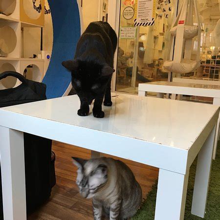 cat cafe in queens